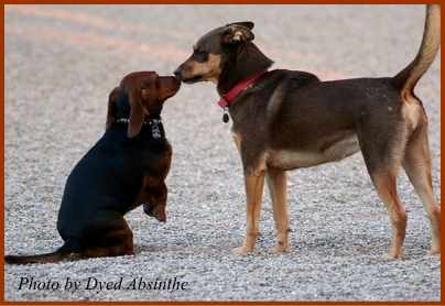 下から鼻をすり寄せて挨拶する子犬と、その挨拶を受け止める成犬