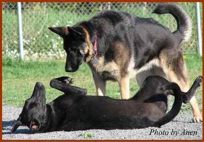 上から覗き込むようにしている犬と、横になっておなかを見せている犬