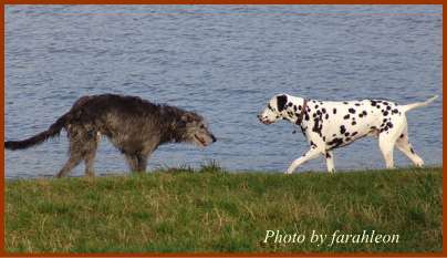 河川敷で初対面の2頭の犬