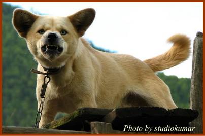 耳を立ててこちらをにらみつける犬