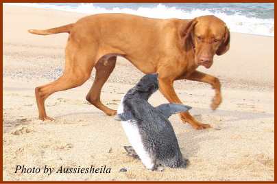海辺でペンギンと遭遇した犬