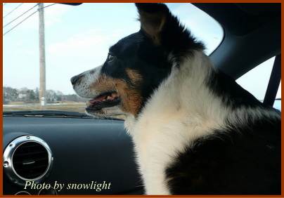 車の助手席に載せられているときの犬の表情
