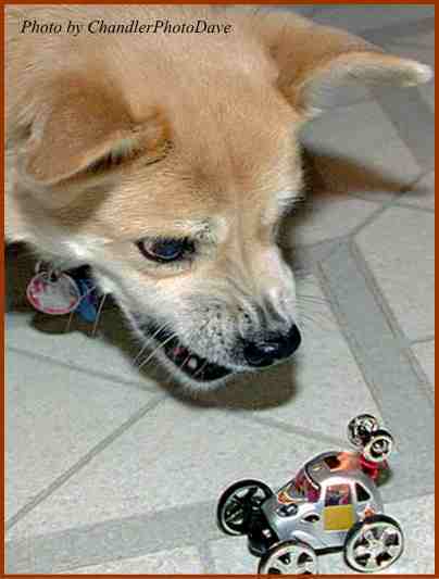 車のおもちゃをにらみつける犬