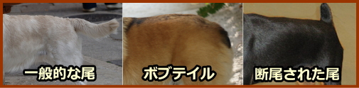 犬のしっぽから心を読む訓練 尾の位置や動き方から気持ちを察しよう 子犬のへや