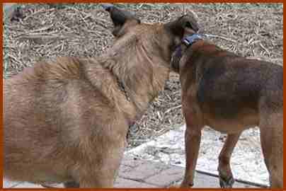 犬の姿勢から心を読む訓練 重心や立ち位置から気持ちを察しよう 子犬のへや