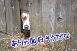 犬は思わぬ場所から外に出てしまうこともあります