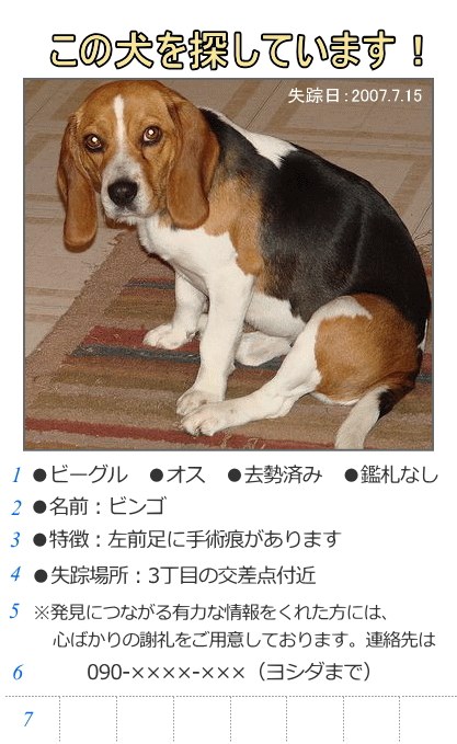 犬の写真に基本情報を添えて迷子チラシを作ります。