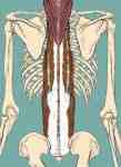 人間は体を垂直に立てて直立二足歩行をするため、抗重力筋と呼ばれる背部の筋肉に疲労がたまりやすいという特性を持ちます。