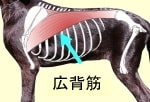 犬が前進するときの力を生み出しているのは、前肢では広背筋です。