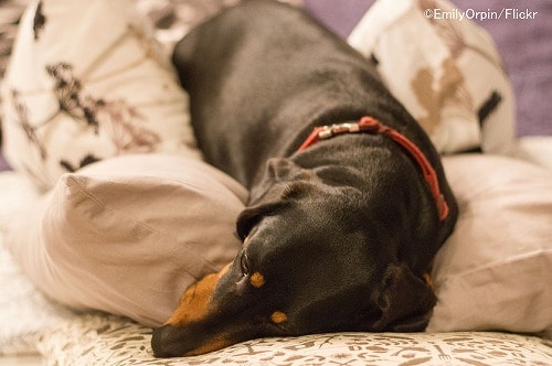 犬の背の弛緩ポジションいろいろ