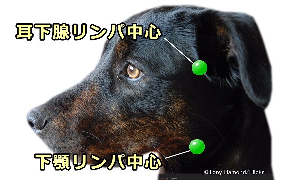 犬の顔面部にある耳下腺リンパ中心と下顎リンパ中心の位置