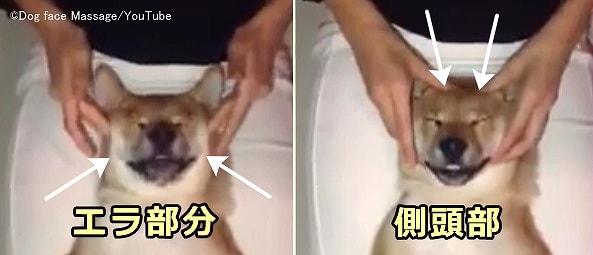 犬の顎と側頭部に対する圧迫法（プレッシャー）