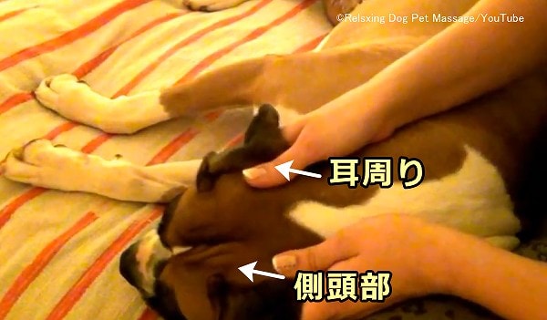 犬の側頭部と耳周りの位置関係