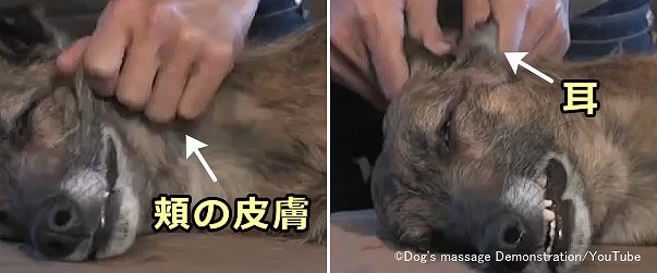 犬の耳と頬の皮膚に対する揉捻法（ペトリサージ）