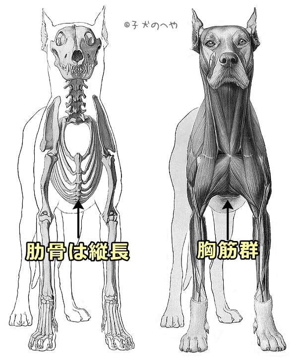 犬を正面から見たときの骨格と筋肉の解剖模式図