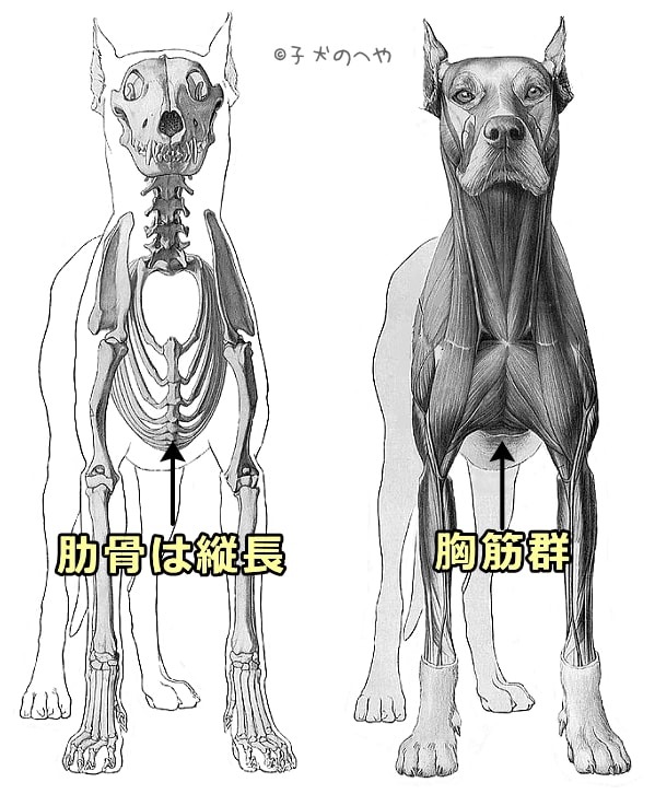 ここへ到着する犬骨格正面