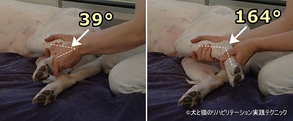 犬の足根関節可動域テスト