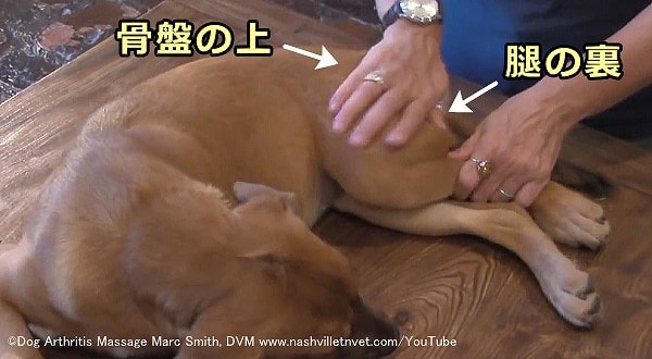 犬の尻～後足に対する摩擦法（フリクション）