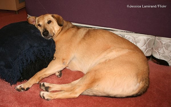 臀部が完全に弛緩したときの犬の姿勢