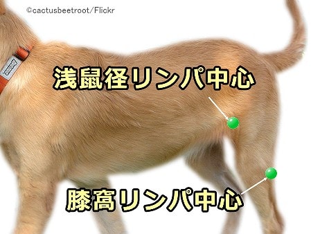 犬の腿の付け根にある浅鼠径リンパ中心と、膝裏にある膝窩リンパ中心の位置