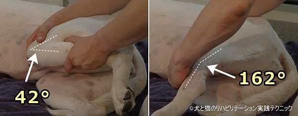 犬の膝関節可動域テスト