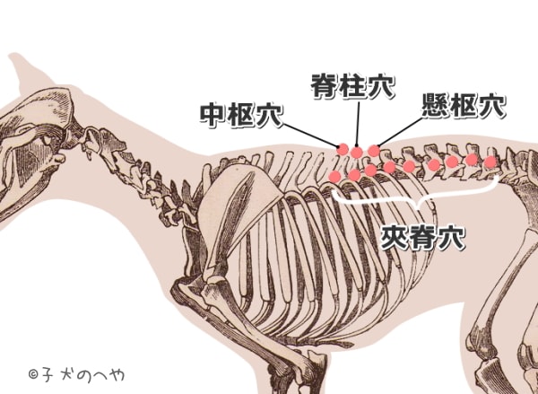 犬の背中にある経穴一覧図