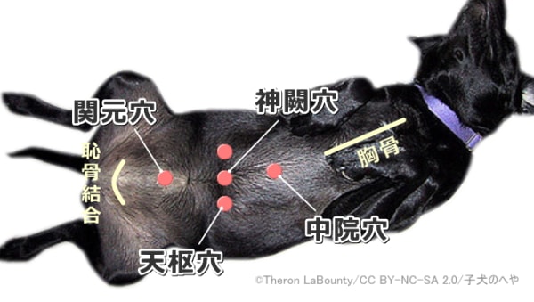 犬の胸と腹にある経穴一覧図