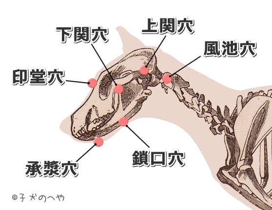 犬の顔と頭にある経穴一覧図