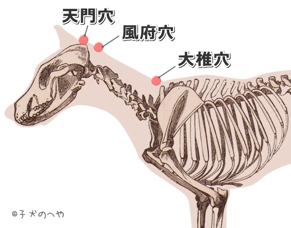 犬の首の後にある経穴一覧図