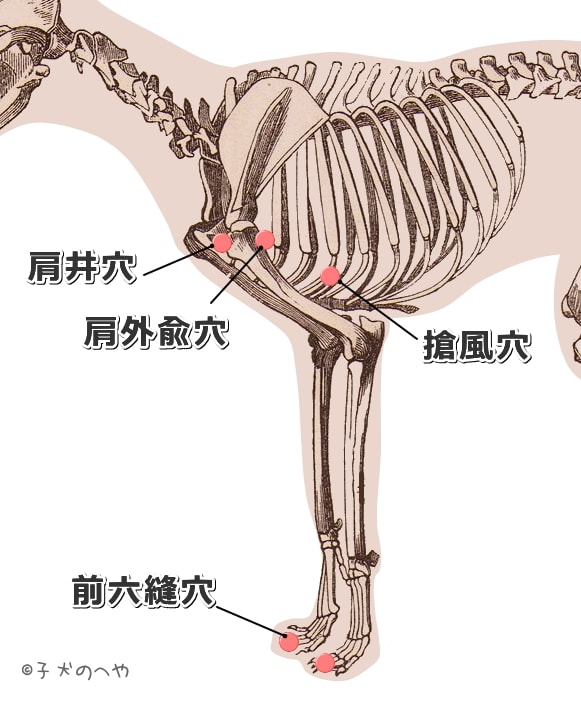 犬の肩と前足にある経穴一覧図