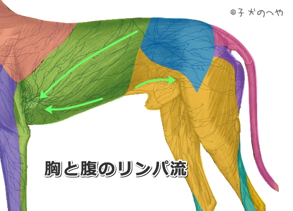 犬の胸と腹におけるリンパ流の模式図