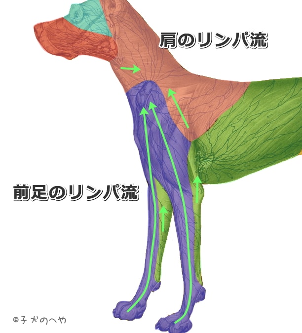 犬の肩と前足におけるリンパ流の模式図