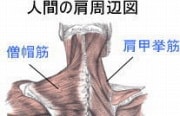 人間には見られるのに、犬では確認できない筋肉がいくつか存在します。