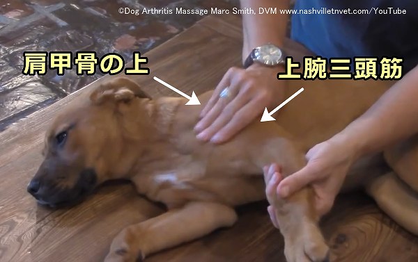 犬の肩に対する摩擦法（フリクション）