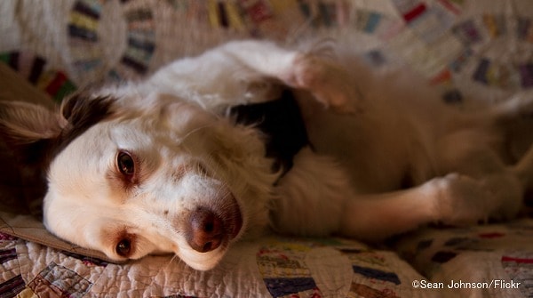 犬の肩の力を抜くためには、前足への荷重を解放する必要がある