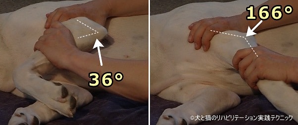 肘関節の関節可動域（ROM）