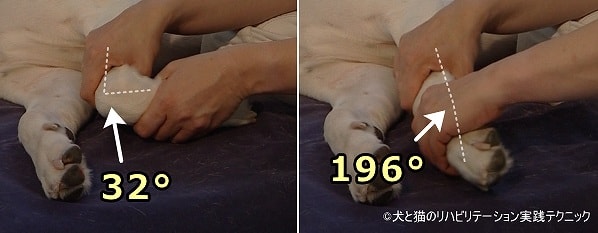 犬の手根関節可動域テスト