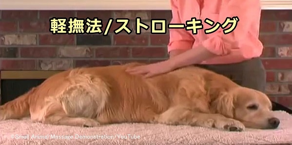 犬のマッサージテクニック～「ストローキング」（stroking）