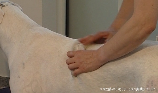 犬の背に対する揉捻法(ペトリサージ)