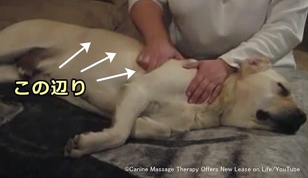 犬の背に対する摩擦法(フリクション)は広背筋に対して有効