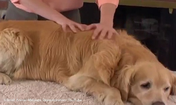 犬の背に対する軽撫法(ストローク)