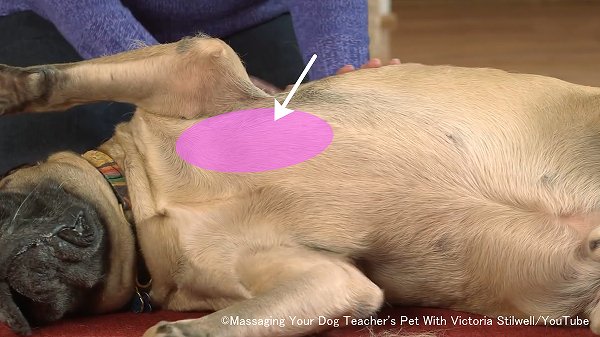 犬の胸腹部において疲労がたまりやすいのは、胸筋群が付着している前足の付け根~胸骨付近