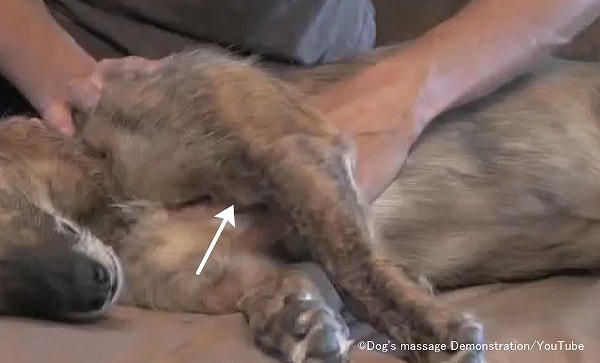 犬の胸腹部に対する圧迫法(プレッシャー)