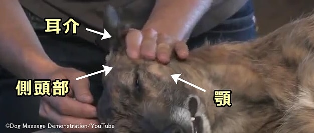 犬の顔に対する軽擦法(エフララージ)