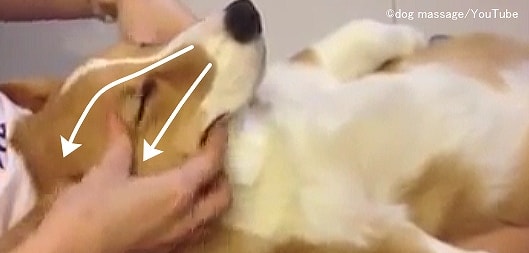 犬の顔に対する軽撫法(ストローク)