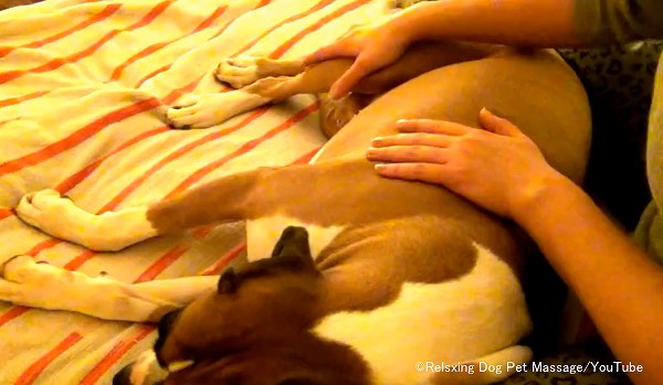犬の尻~後足に対する軽撫法(ストローク)