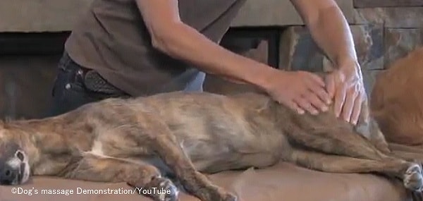 犬の尻~後足に対する軽擦法(エフララージ)