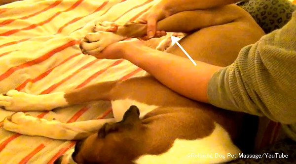犬の後足に対する圧迫法(プレッシャー)