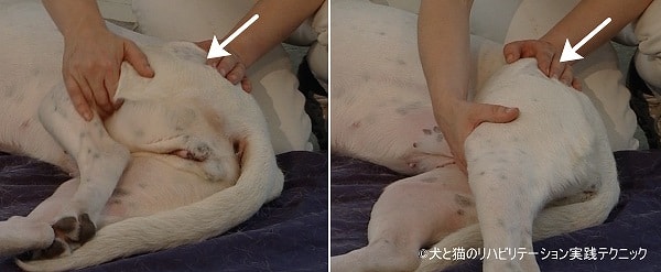 犬の股関節可動域テスト