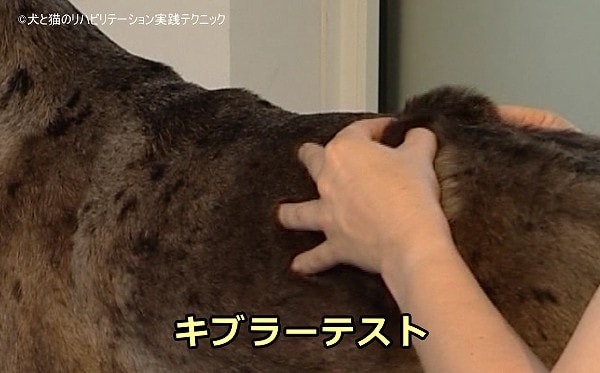 背骨沿いの疼痛を発見するときに用いられる「キブラーテスト」(Kibler Test)